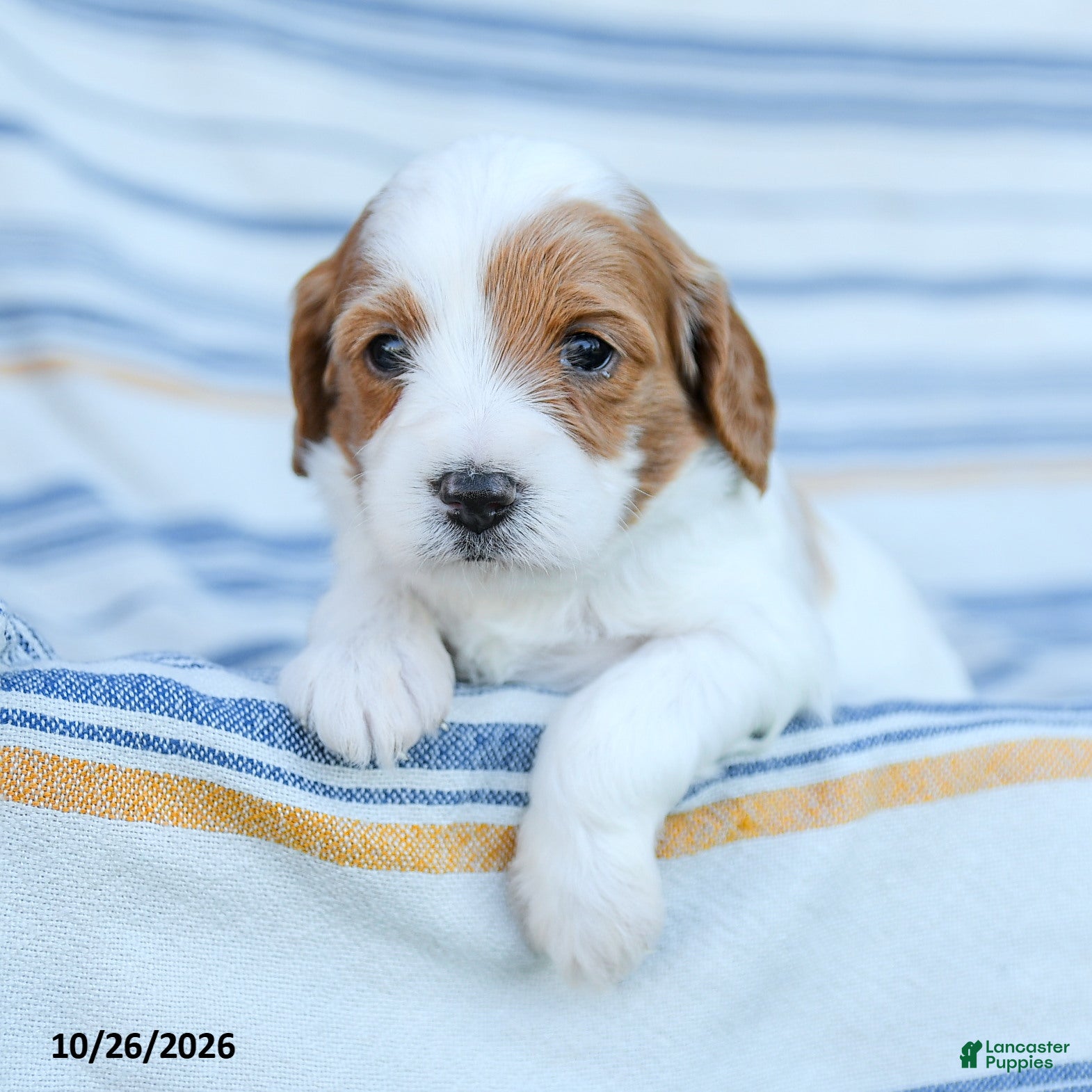 Cavapoo dogs for sale: Georgie - Ad 2