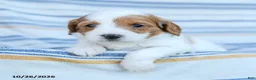 Cavapoo dogs for sale: Georgie - Ad 2