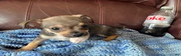 Chiweenie dogs for sale: Chiweenie 4 - Ad 3