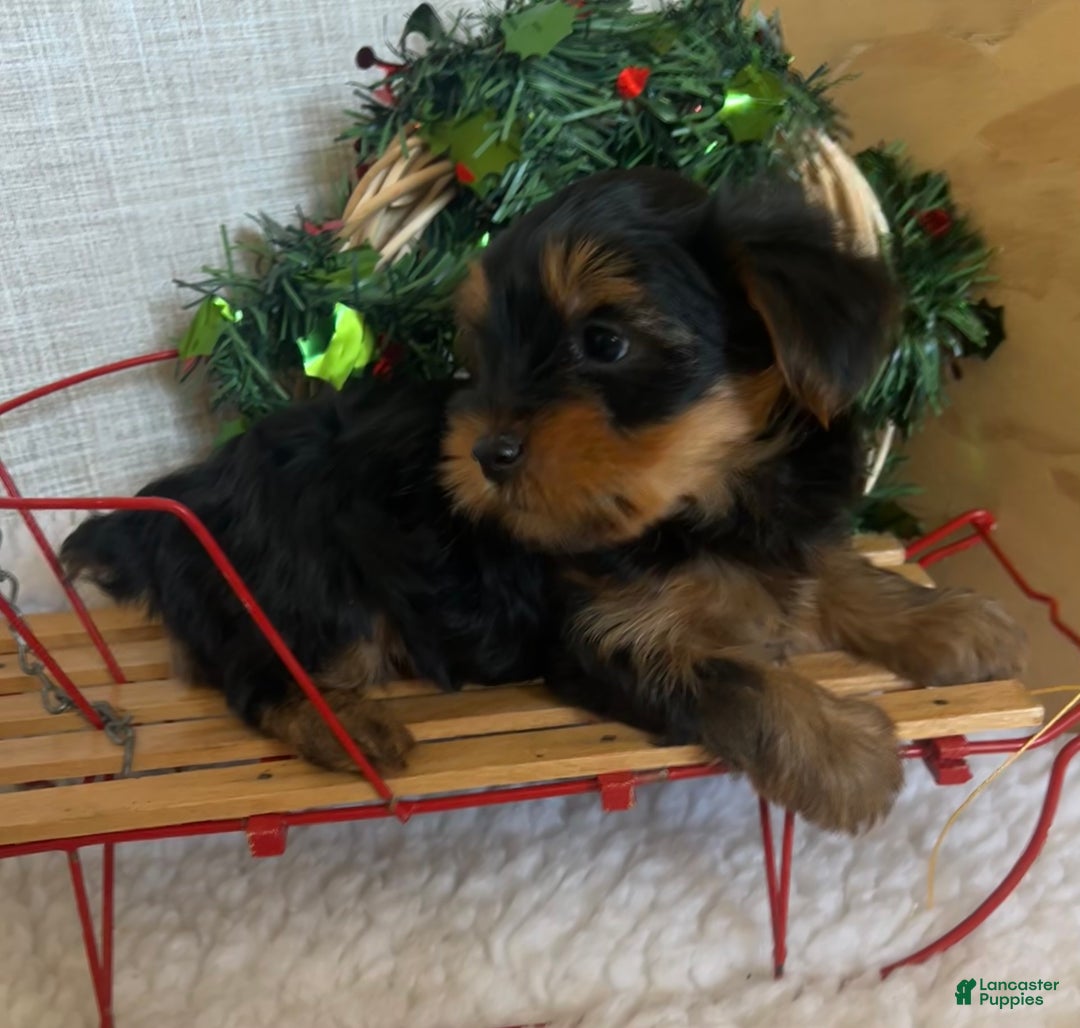 Yorkshire Terrier dogs for sale: Rowdy - Ad 3
