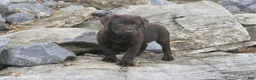 Labrador Retriever dogs for sale: Samantha Labrador Retriever  - Ad 3