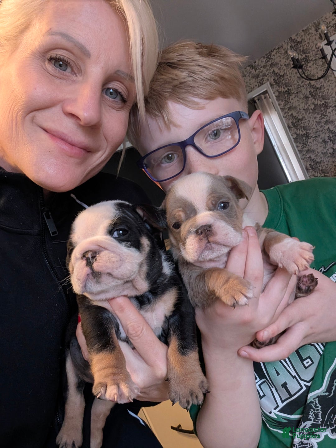 English Bulldog dogs for sale: Rachel - Ad 2