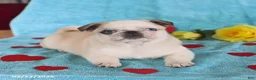 Pug dogs for sale: Giny - Ad 2