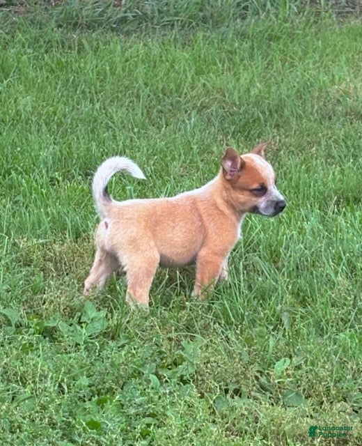 Australian Cattle Dog