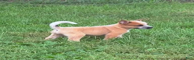Finnigan/Fin