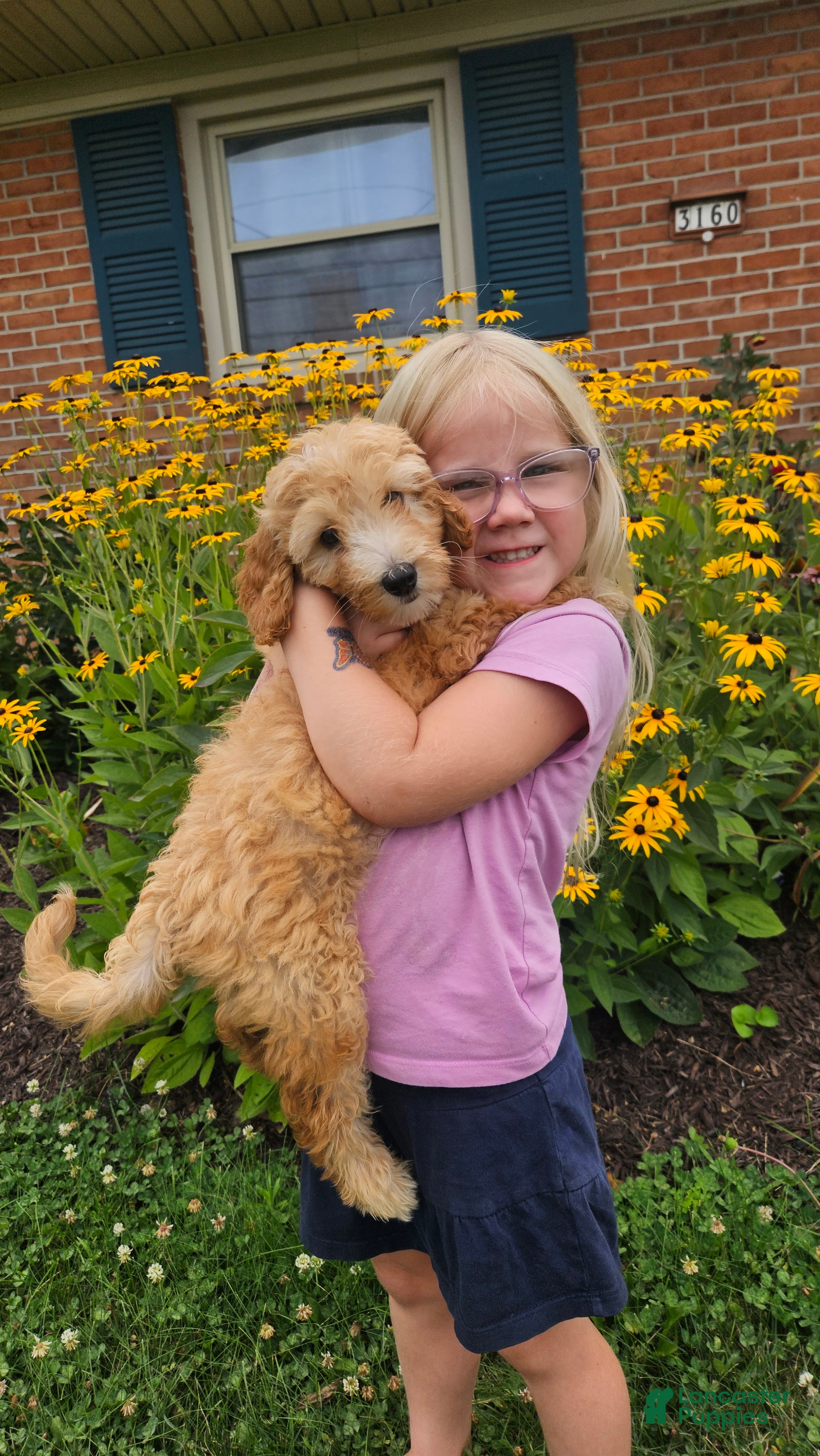 Mini Goldendoodle dogs Peach - Ad 1