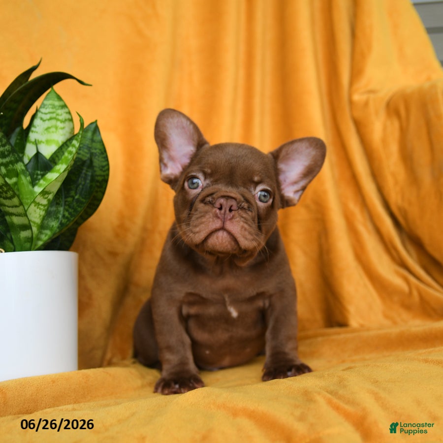French Bulldog dogs Reese - Ad 1
