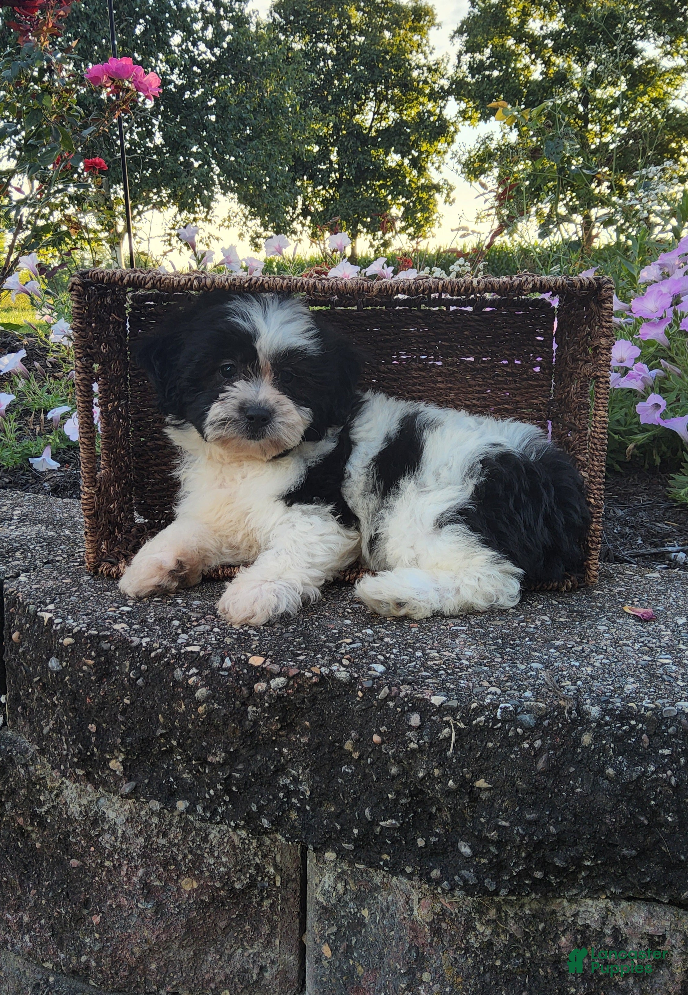 Teddy Bear dogs Carly - Ad 2