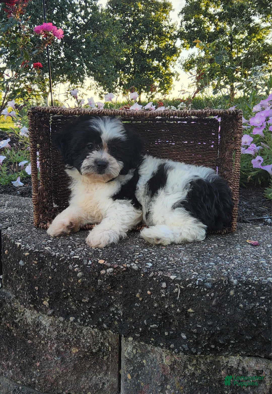 Teddy Bear dogs for sale: Carly - Ad 2
