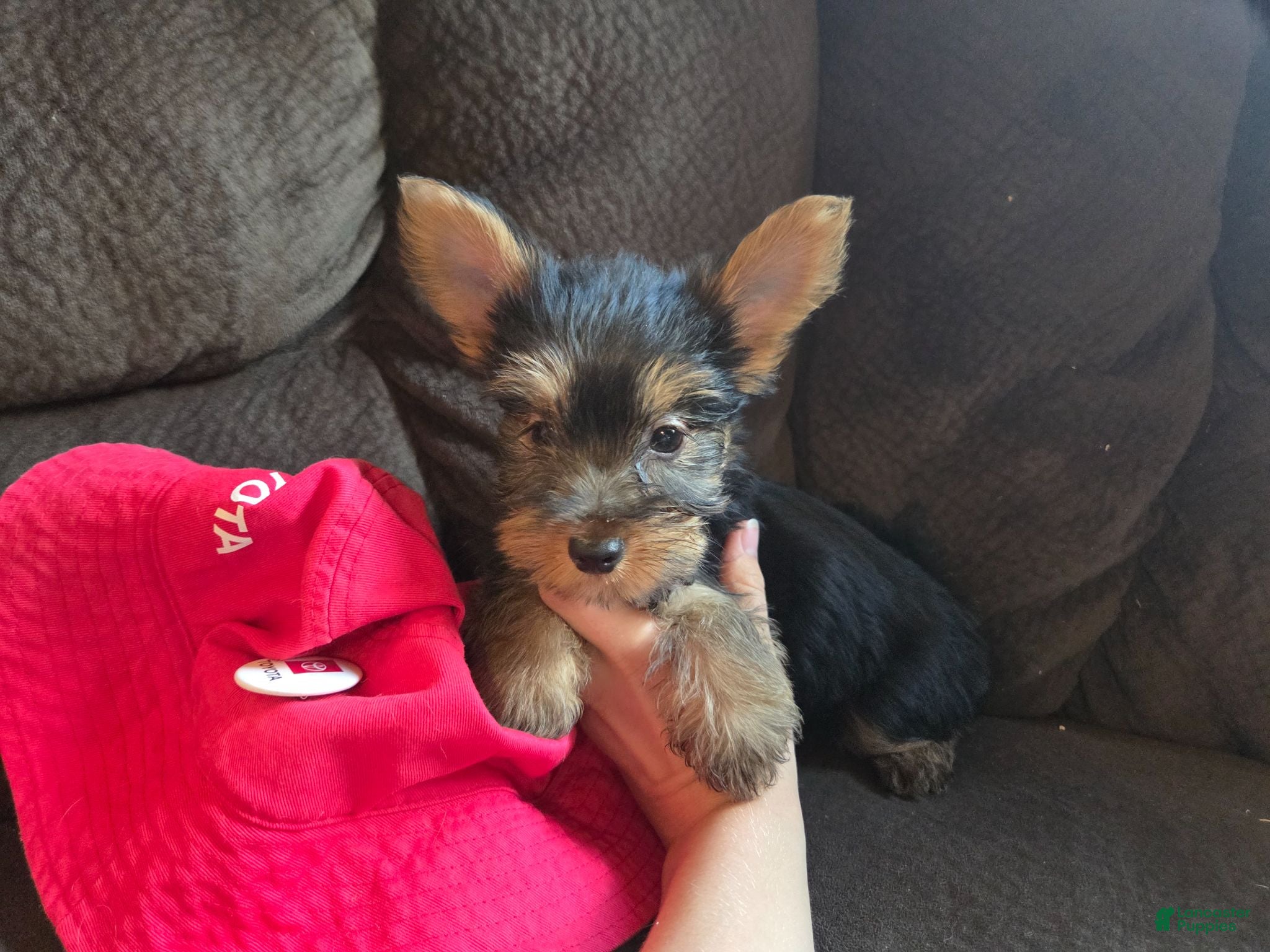 Yorkshire Terrier dogs Rocket - Ad 2