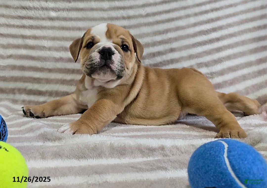 English Bulldog dogs for sale: Bear - Ad 4