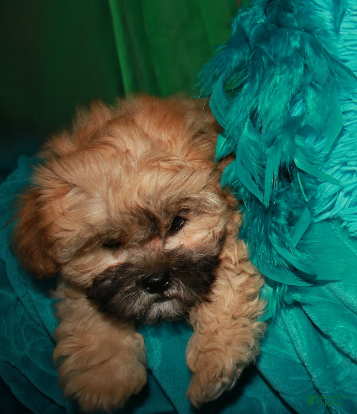 Shihpoo dogs Luke - Ad 2