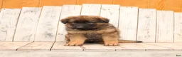 German Shepherd dogs for sale: Larry - Ad 5