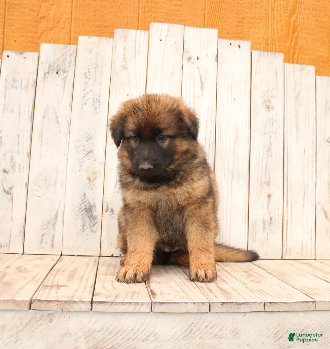 German Shepherd dogs for sale: Larry - Ad 5