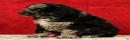 Mini Aussiedoodle dogs for sale: Snickers - Ad 5