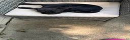 American Bully dogs for sale: American Bully Black Ghost Tri Male - Ad 2