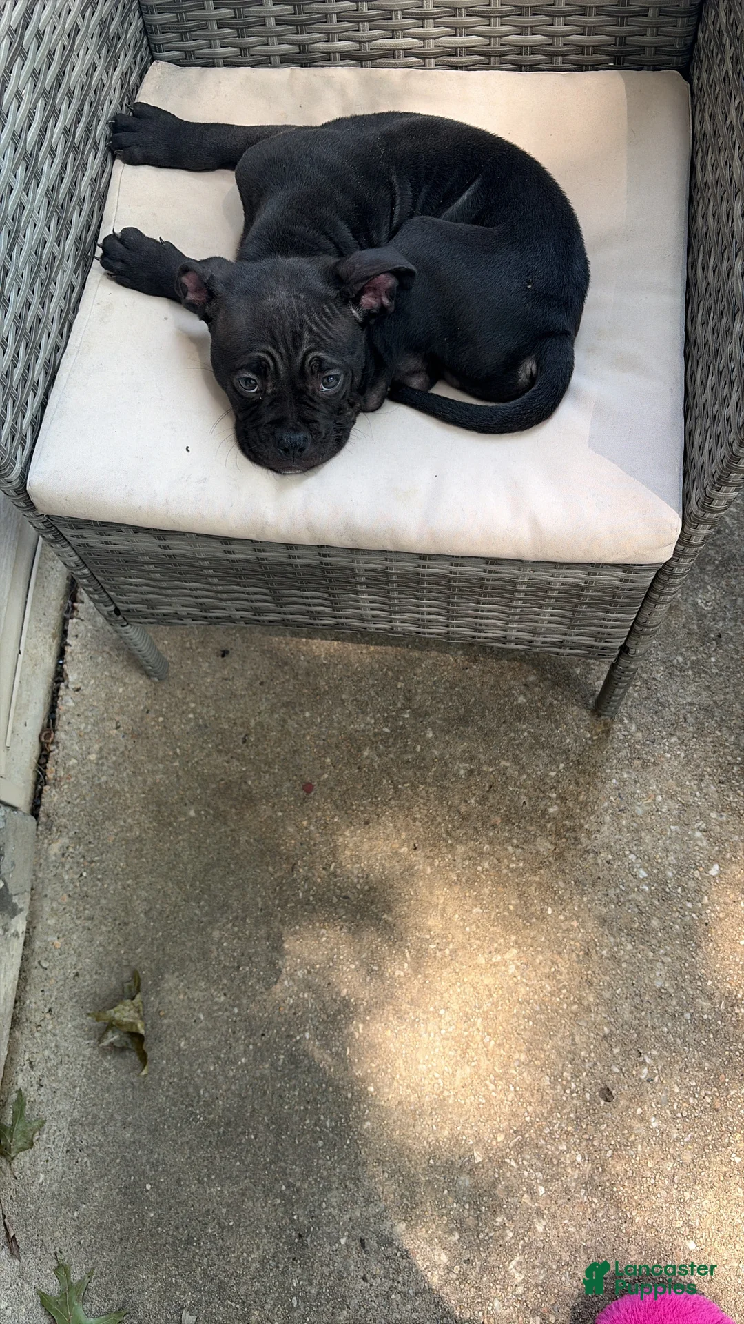 American Bully dogs for sale: American Bully Black Ghost Tri Male - Ad 2