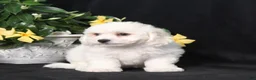 Bichon Frise dogs for sale: Lucky - Ad 4