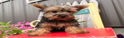 Yorkshire Terrier dogs for sale: Nicole Yorkshire Terrier  - Ad 3