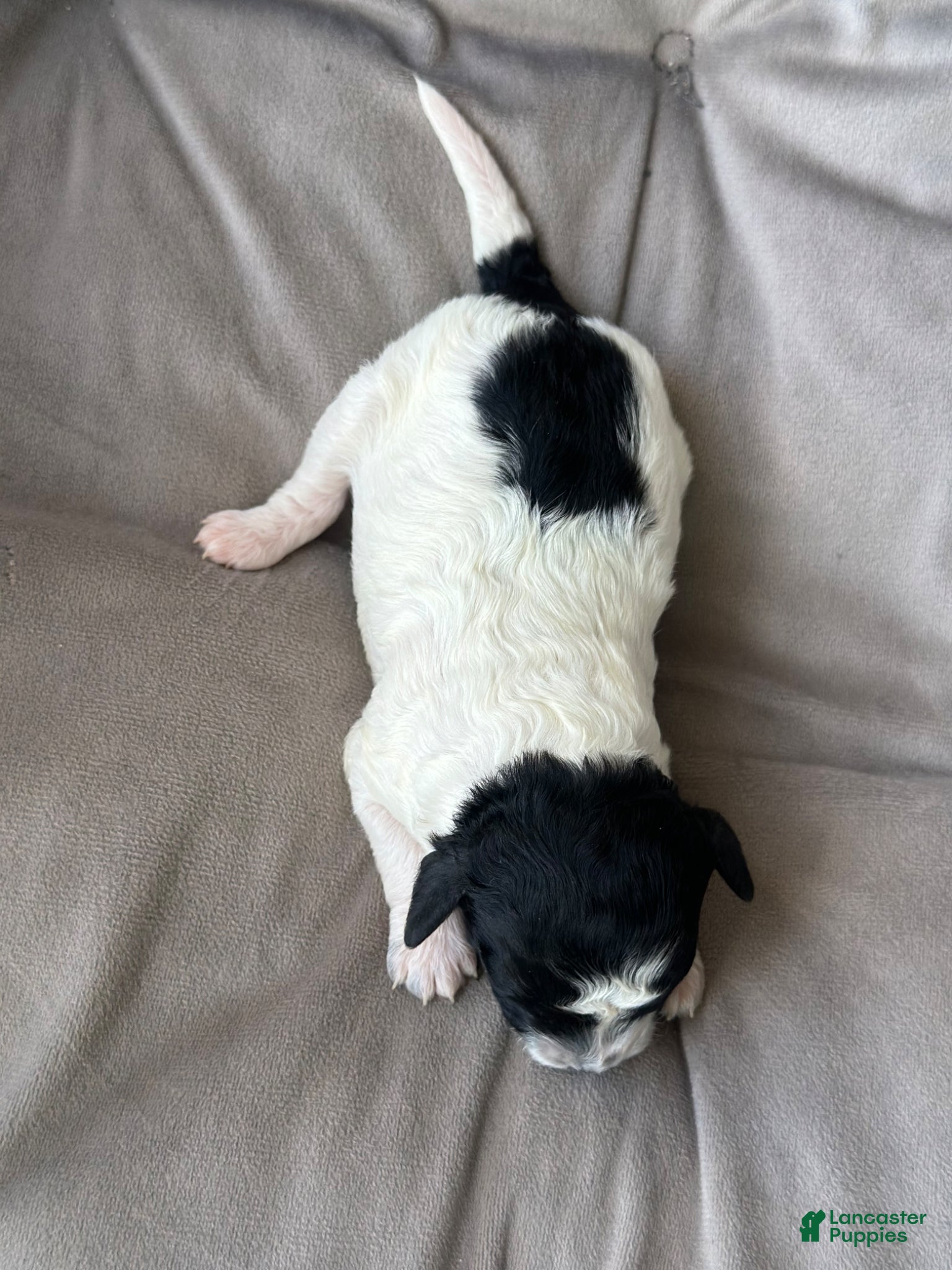 Toy Poodle dogs for sale: Storm - Ad 2