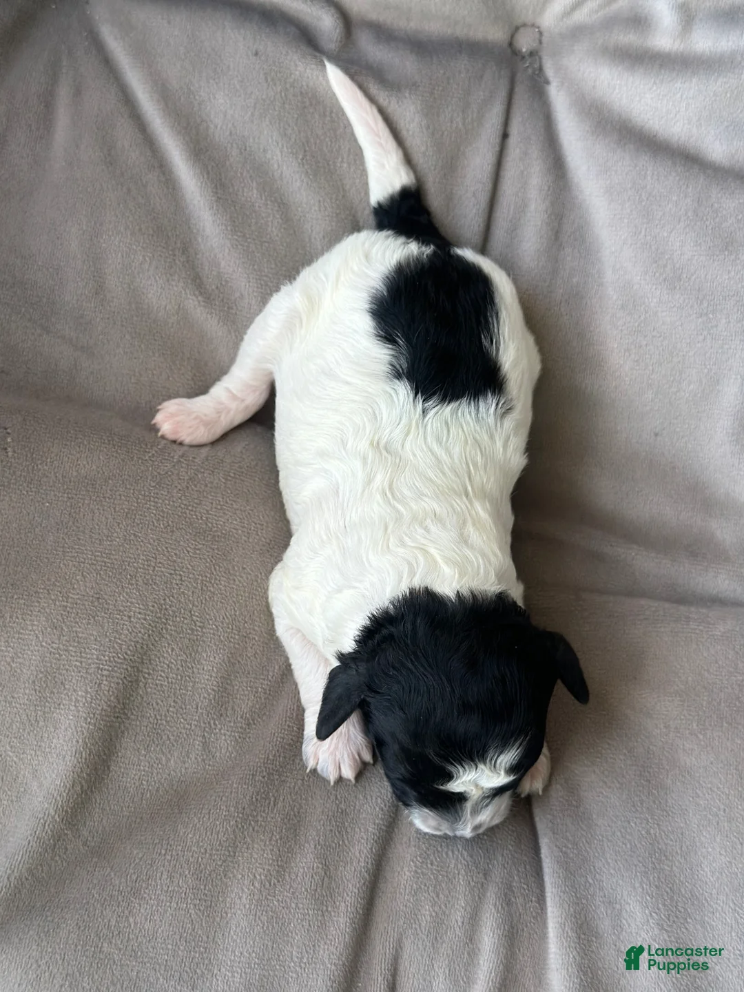 Toy Poodle dogs for sale: Storm - Ad 1