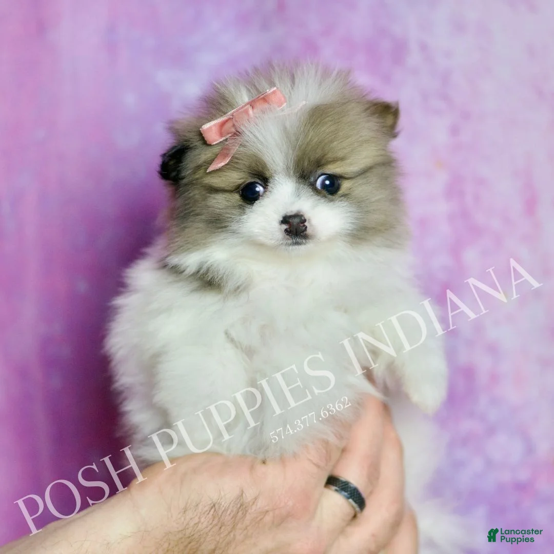 Pomeranian dogs for sale: Felicia  - Ad 6