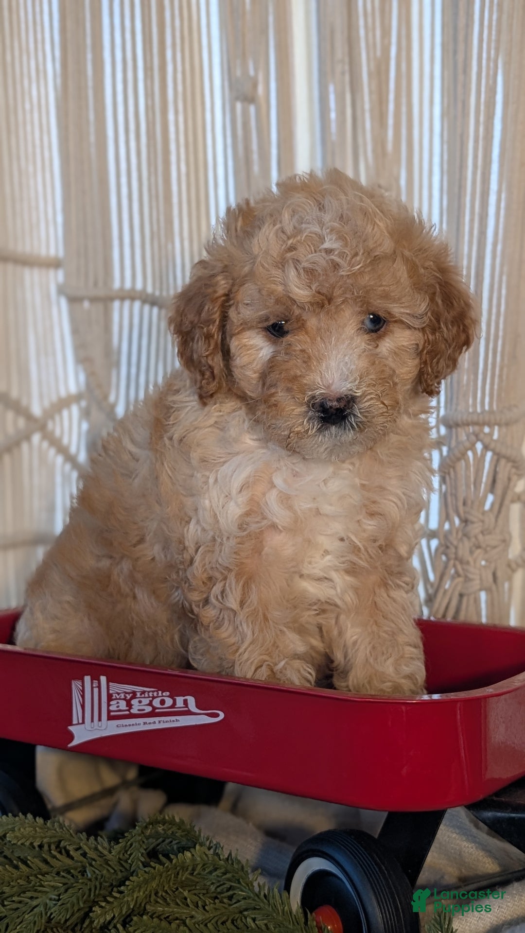 Cavapoo dogs for sale: Asher - Ad 4