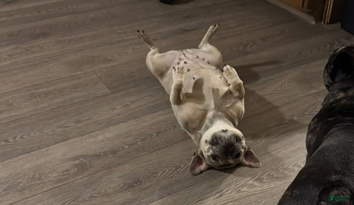 French Bulldog dogs French Bulldog Puppy 1 - Ad 36