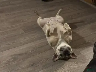 French Bulldog dogs French Bulldog Puppy 1 - Ad 36