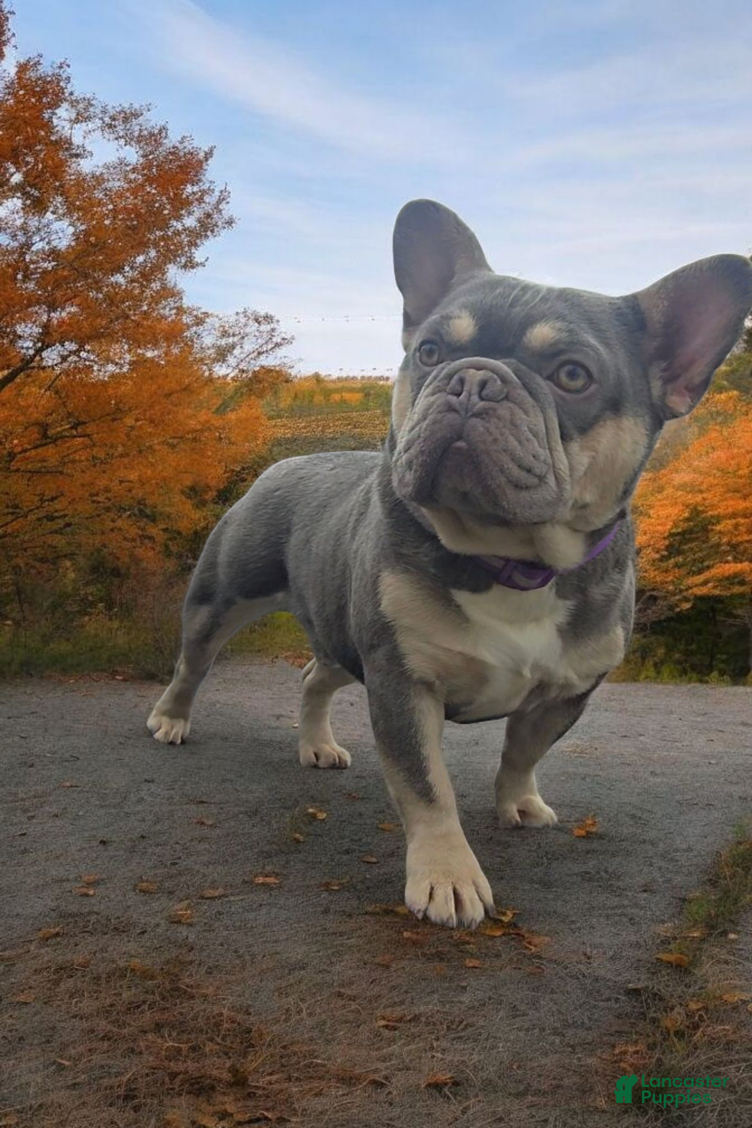 French Bulldog dogs for stud: French Bulldog 1 puppies - Ad 4