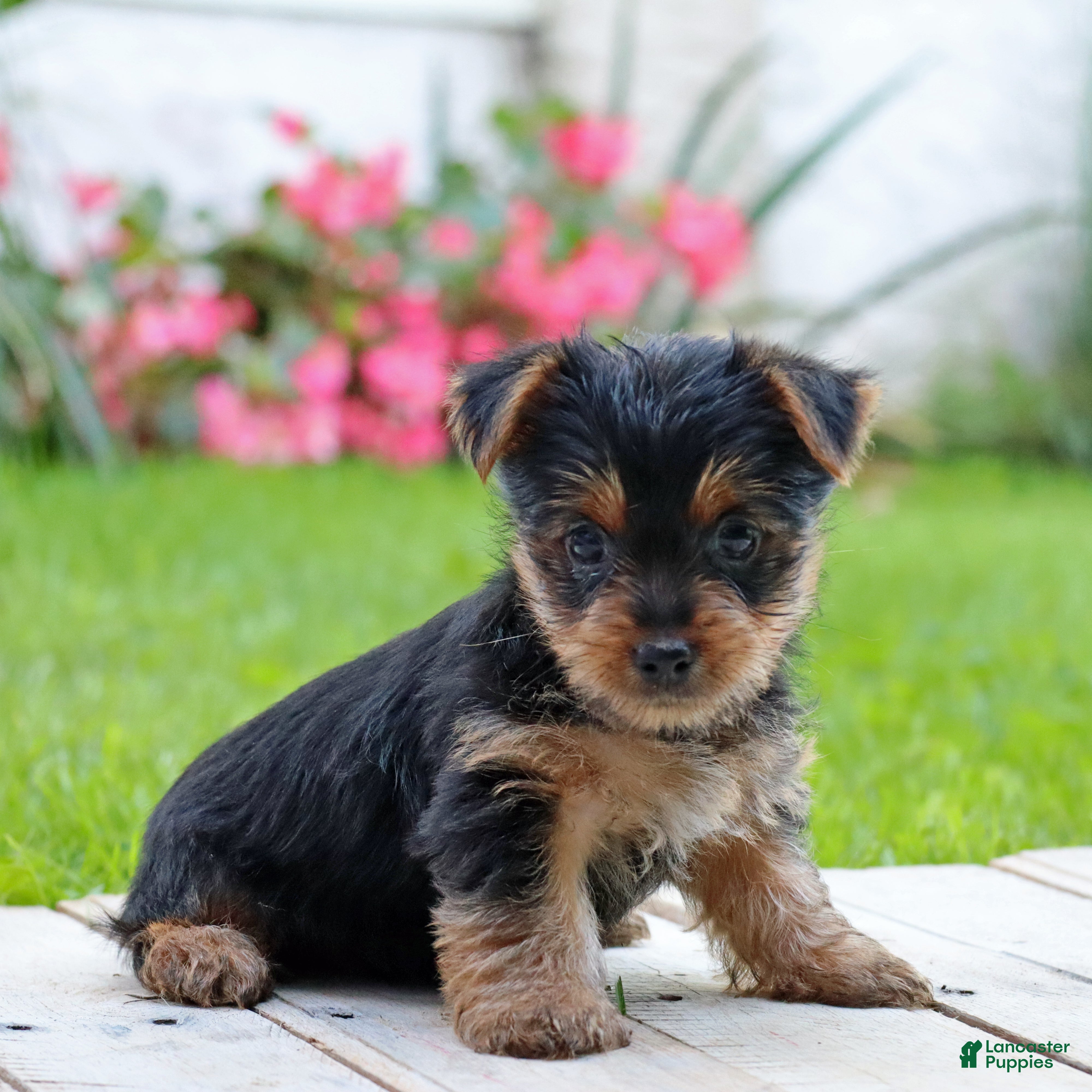 Yorkshire Terrier dogs Tia - Ad 1