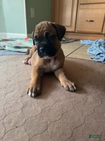 Boxer dogs Violet - Ad 2