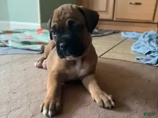 Boxer dogs Violet - Ad 5