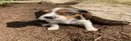 Beaglier dogs for sale: Ashlyn - Ad 9