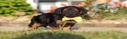 Yorkiepoo dogs for sale: Patter - Ad 6