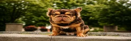French Bulldog dogs for stud: Charlie Kirk  - Ad 1