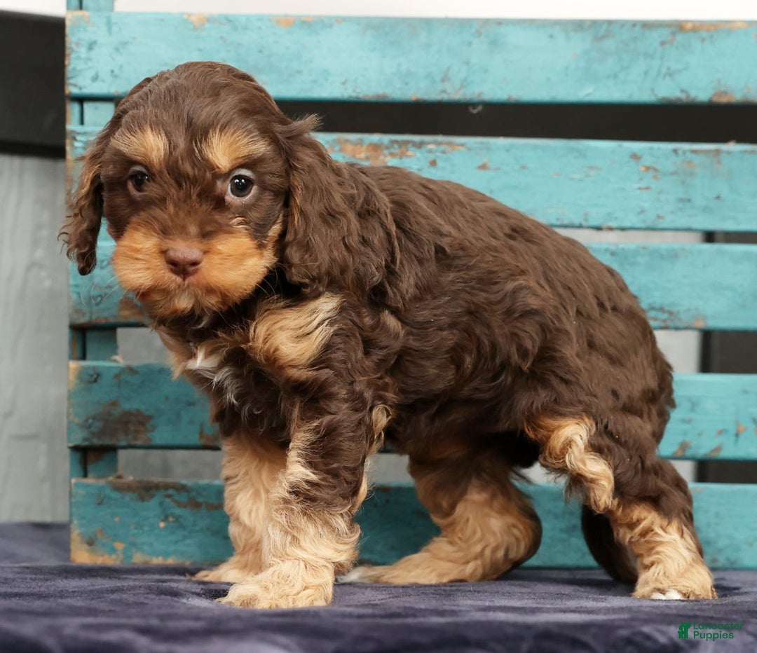 Cavapoo dogs for sale: April - Ad 7