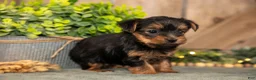 Yorkshire Terrier dogs for sale: Flash - Ad 3