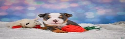 English Bulldog dogs for sale: Bruno - Ad 7