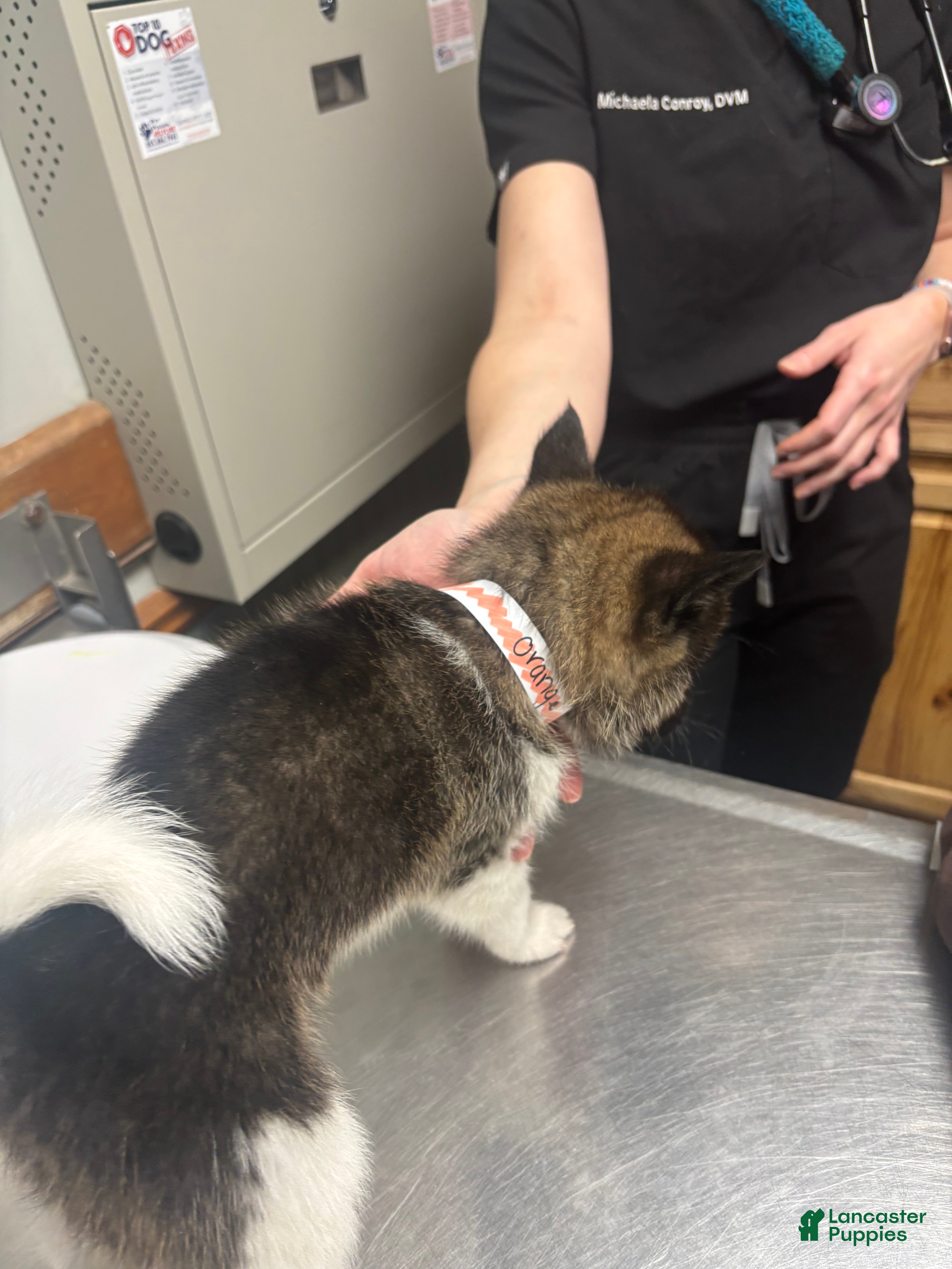 Akita dogs Akita Puppy 4 - Ad 37