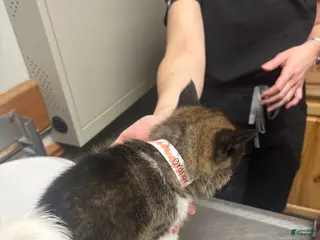 Akita dogs Akita Puppy 4 - Ad 37