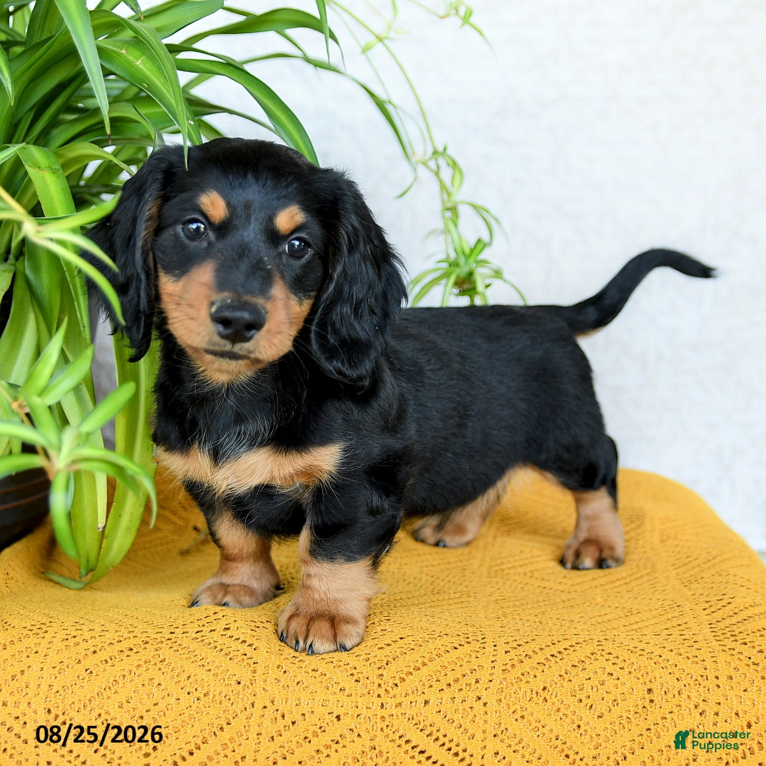 Miniature Dachshund dogs Colton - Ad 2