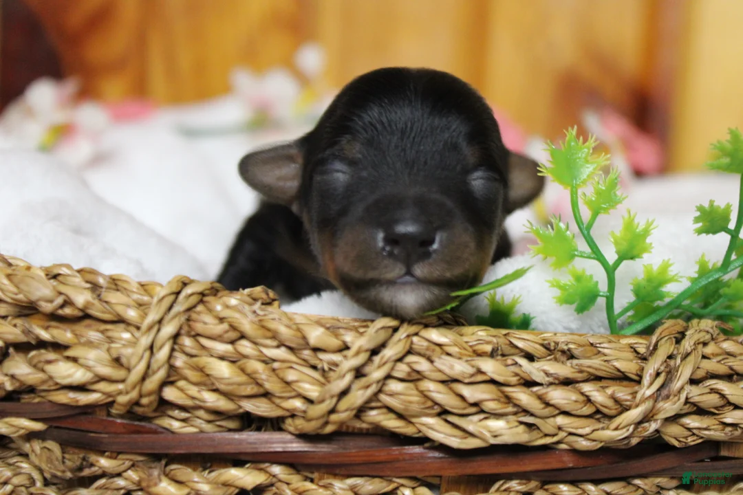 Yorkiepoo dogs for sale: Tramp  - Ad 2
