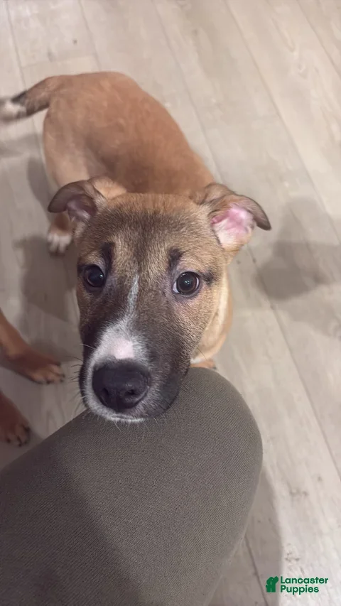 Mixed Breed dogs Mixed Breed Puppy 8 - Ad 42