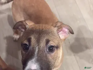 Mixed Breed dogs Mixed Breed Puppy 8 - Ad 42