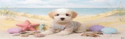 Maltipoo dogs for sale: TEDDY - Ad 4