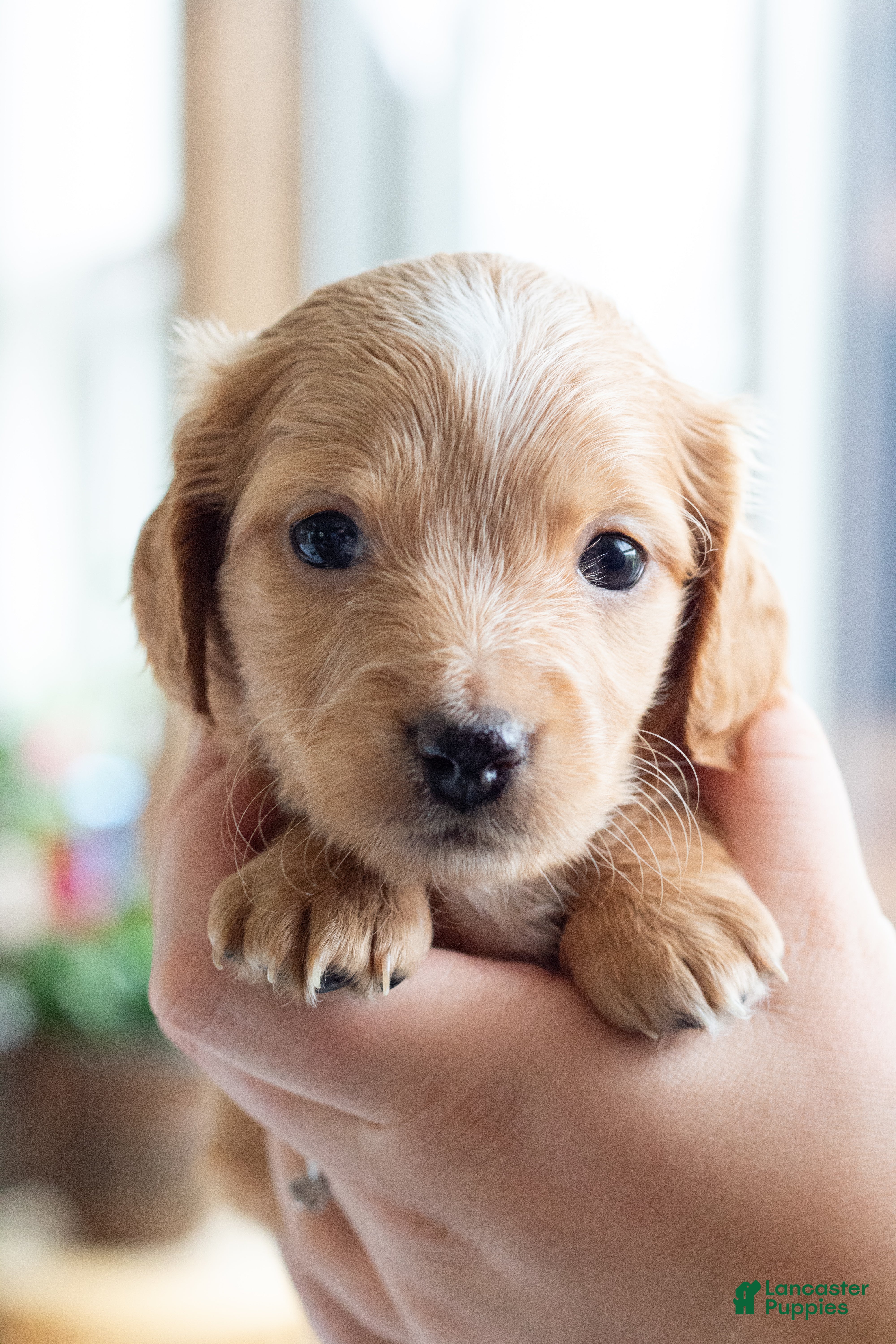 Miniature Dachshund dogs for sale: Doug  - Ad 1