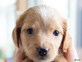 Miniature Dachshund dogs for sale: Doug - Ad 1