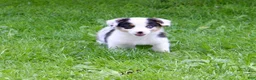 Mixed Breed dogs for sale: Gigi - Ad 6