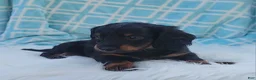 Miniature Dachshund dogs for sale: Vander - Ad 29
